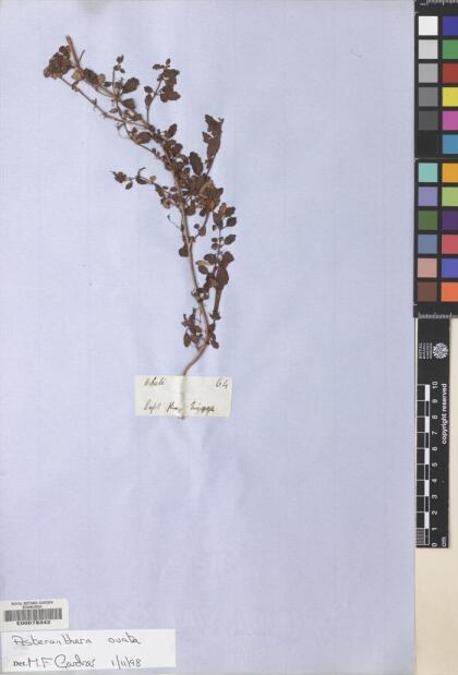 Asteranthera ovata [Espécimen: ]