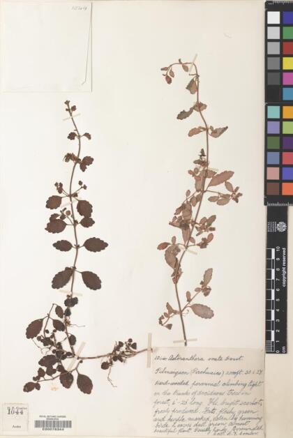 Asteranthera ovata [Espécimen: ]