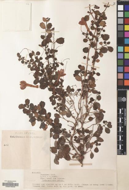 Asteranthera ovata [Espécimen: ]