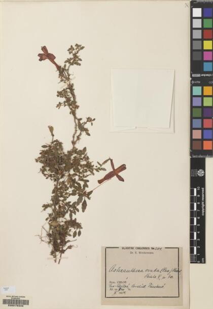 Asteranthera ovata [Espécimen: ]