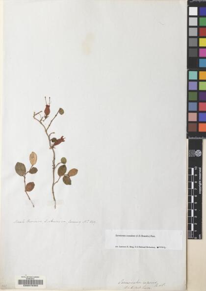 Sarmienta scandens [Espécimen: ]