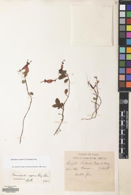 Sarmienta scandens [Espécimen: ]