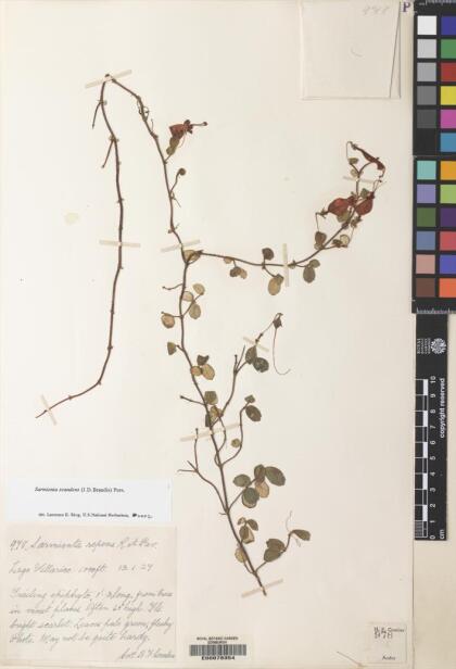 Sarmienta scandens [Espécimen: ]