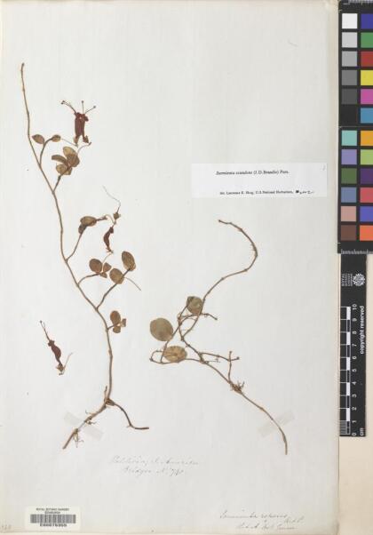 Sarmienta scandens [Espécimen: ]