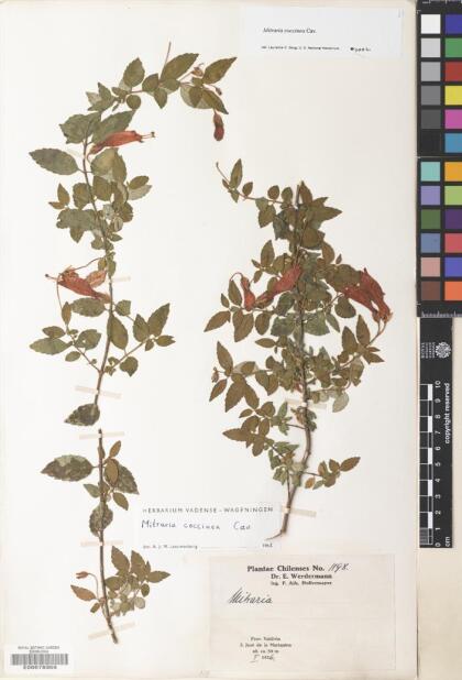 Mitraria coccinea [Espécimen: ]
