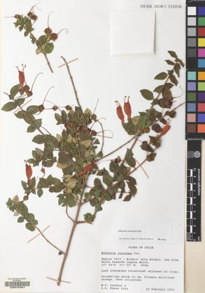 Mitraria coccinea [Espécimen: ]