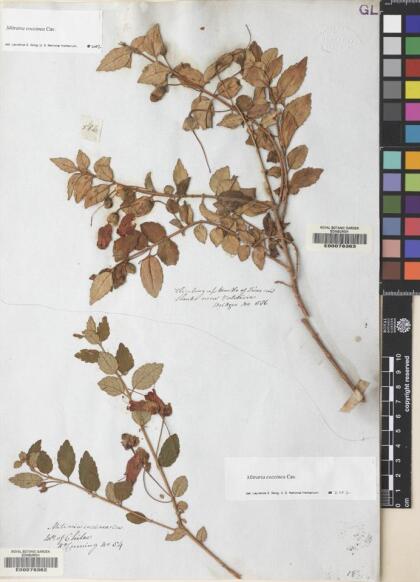 Mitraria coccinea [Espécimen: ]