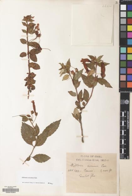 Mitraria coccinea [Espécimen: ]