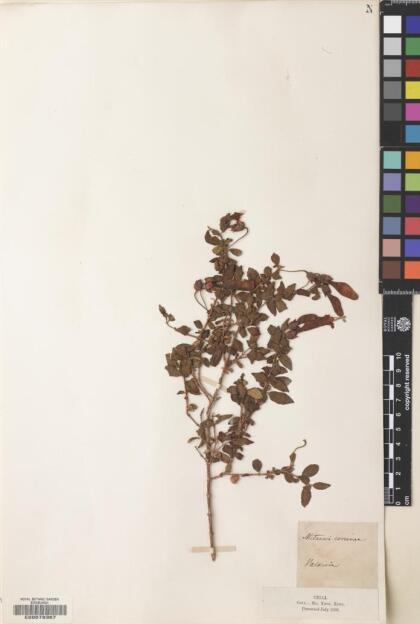Mitraria coccinea [Espécimen: ]