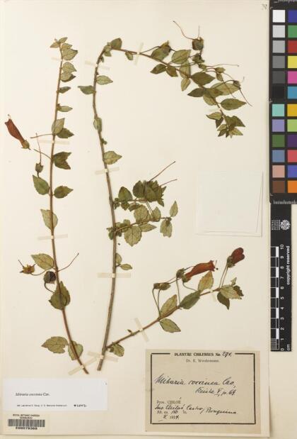 Mitraria coccinea [Espécimen: ]