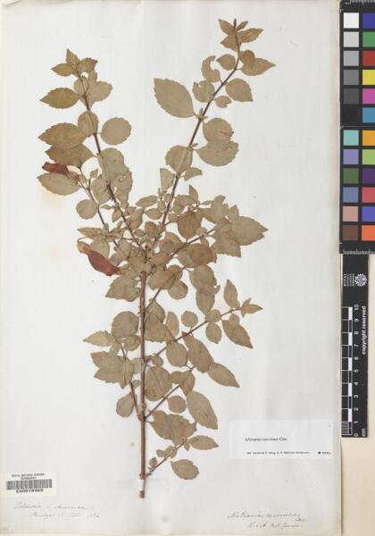 Mitraria coccinea [Espécimen: ]