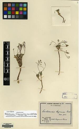 Stenodrabopsis lagunae [Espécimen: ]