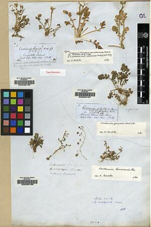 Cardamine glacialis [Espécimen: ]