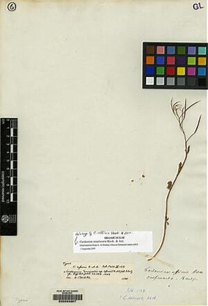 Cardamine tenuirostris [Espécimen: ]