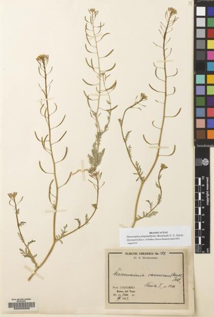 Descurainia pimpinellifolia [Espécimen: ]