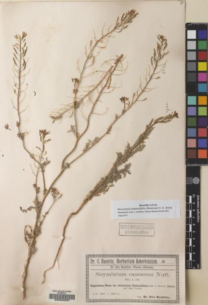 Descurainia pimpinellifolia [Espécimen: ]
