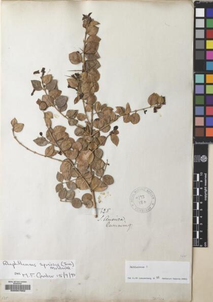 Rhaphithamnus spinosus [Espécimen: ]