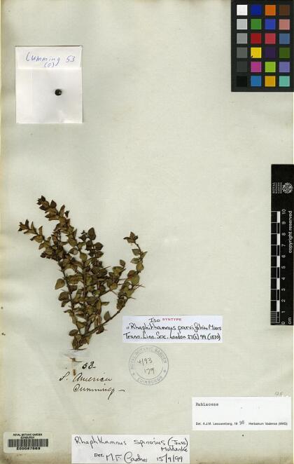 Rhaphithamnus spinosus [Espécimen: ]