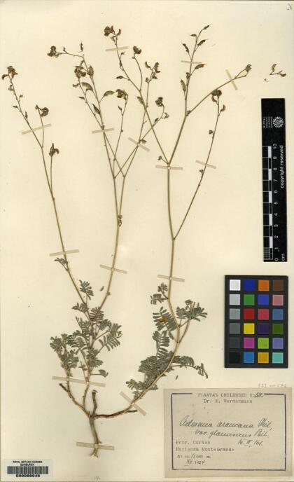 Adesmia glaucescens [Espécimen: ]