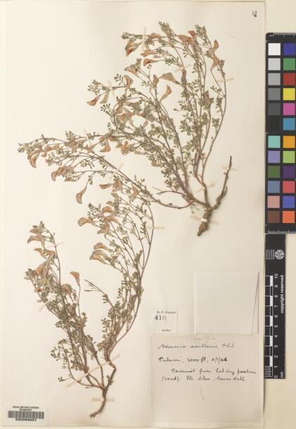 Adesmia parvifolia [Espécimen: ]