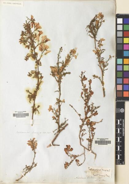 Adesmia balsamica [Espécimen: ]