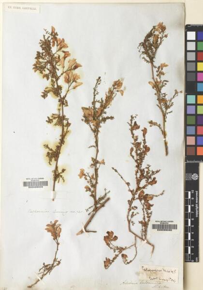 Adesmia balsamica [Espécimen: ]