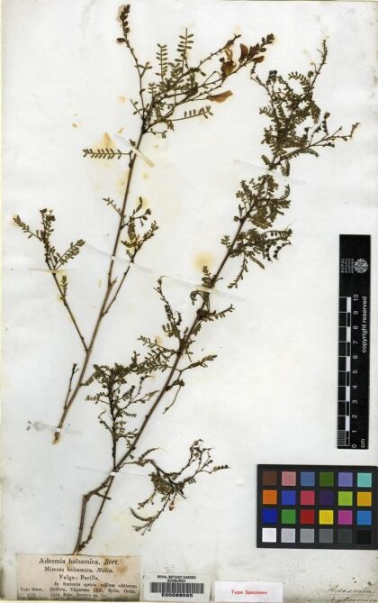 Adesmia balsamica [Espécimen: ]