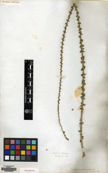 Adesmia bracteata [Espécimen: ]