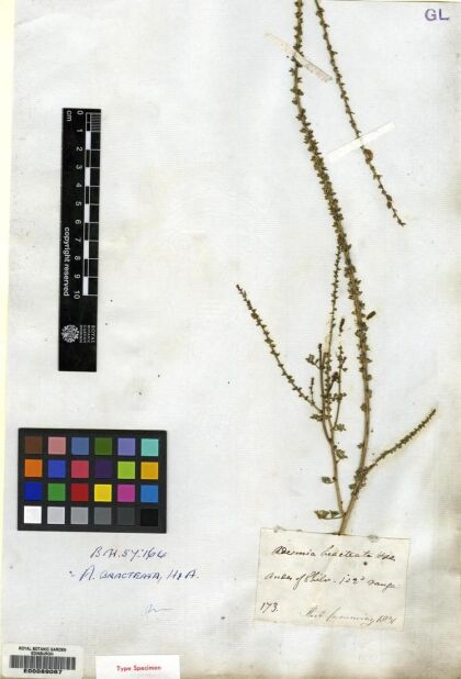 Adesmia bracteata [Espécimen: ]