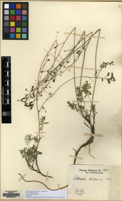 Adesmia papposa var. papposa [Espécimen: ]