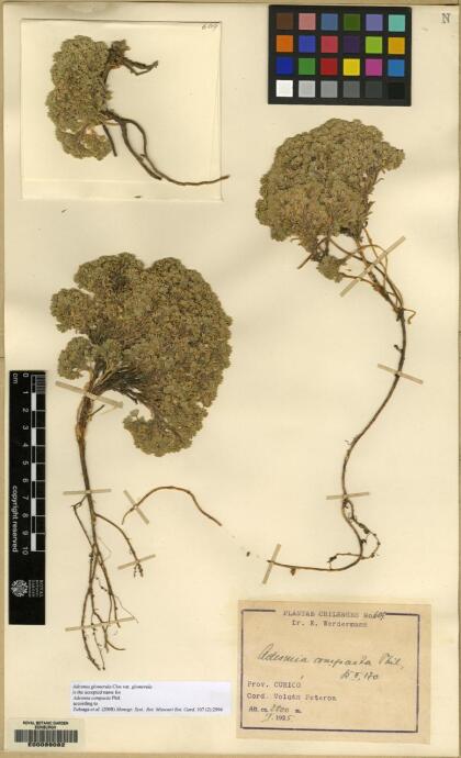 Adesmia glomerula [Espécimen: ]