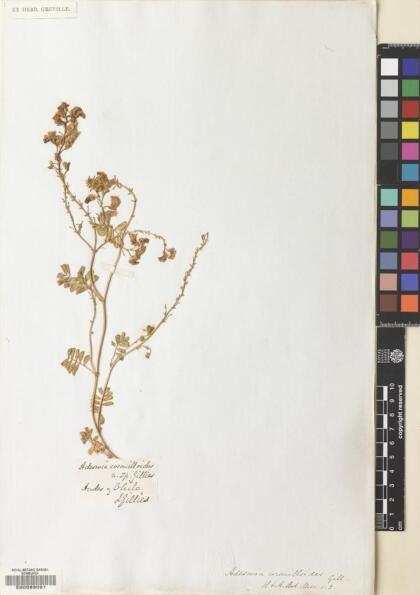 Adesmia coronilloides [Espécimen: ]