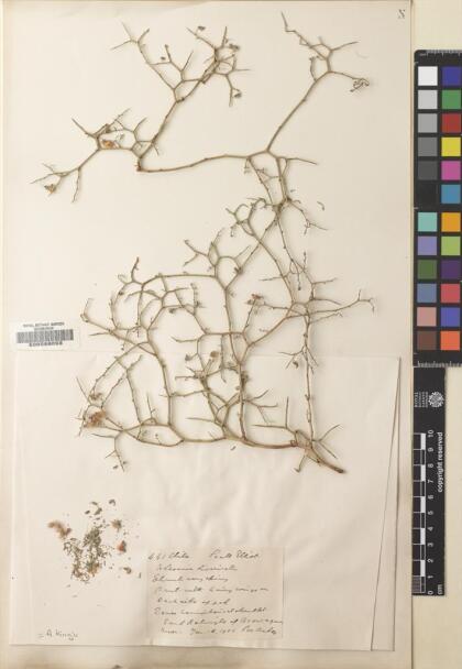 Adesmia argyrophylla [Espécimen: ]