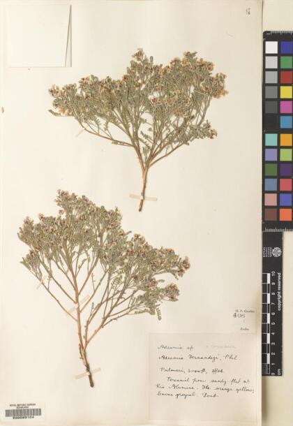 Adesmia corymbosa var. corymbosa [Espécimen: ]