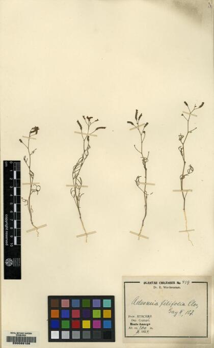 Adesmia filifolia [Espécimen: ]