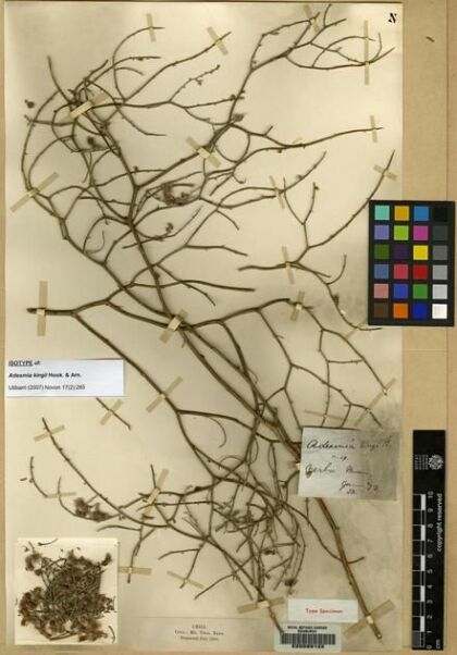 Adesmia argyrophylla [Espécimen: ]