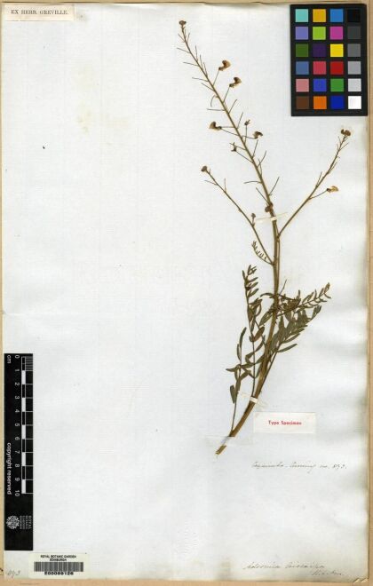 Adesmia leiocarpa [Espécimen: ]