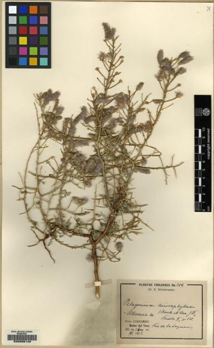 Adesmia pedicellata [Espécimen: ]