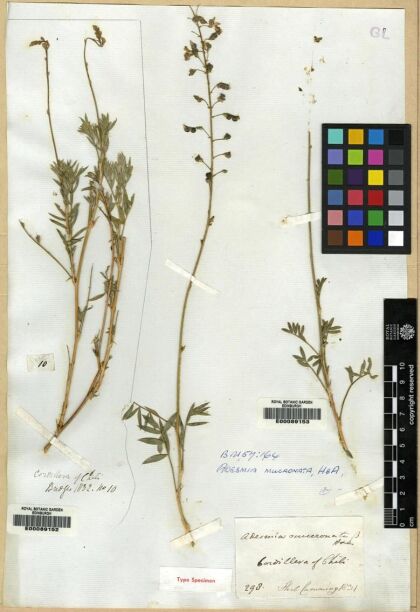 Adesmia mucronata [Espécimen: ]