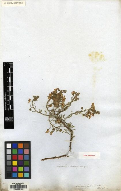 Adesmia pedicellata [Espécimen: ]