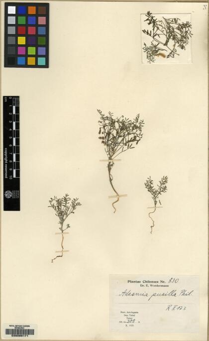 Adesmia pusilla [Espécimen: ]