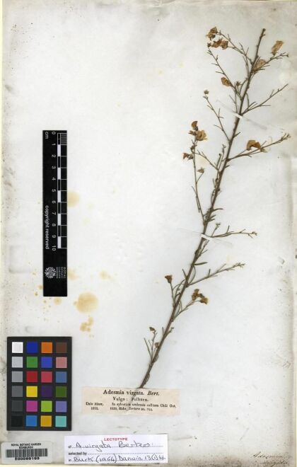 Adesmia phylloidea [Espécimen: ]