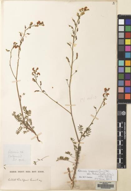 Adesmia papposa var. radicifolia [Espécimen: ]