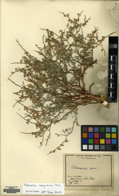 Adesmia argyrophylla [Espécimen: ]