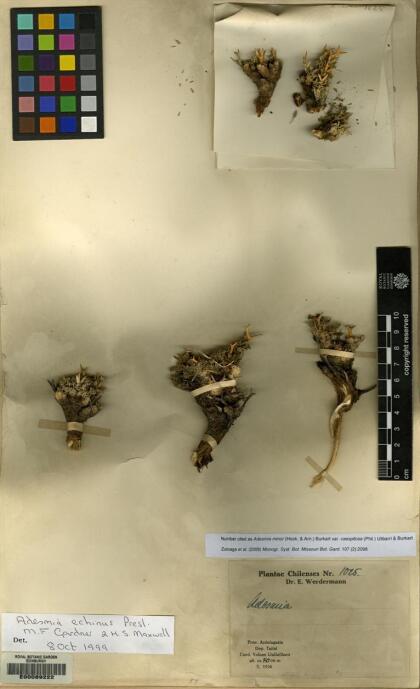 Adesmia minor var. caespitosa [Espécimen: ]