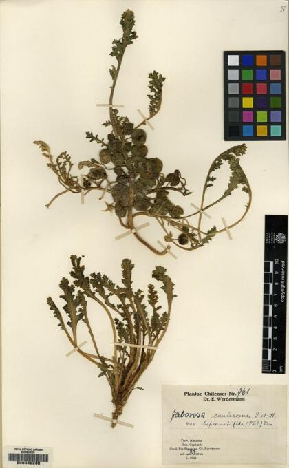 Jaborosa caulescens var. bipinnatifida [Espécimen: ]