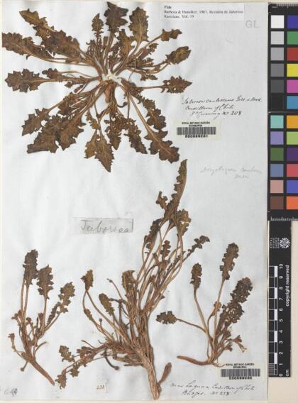 Jaborosa caulescens [Espécimen: ]
