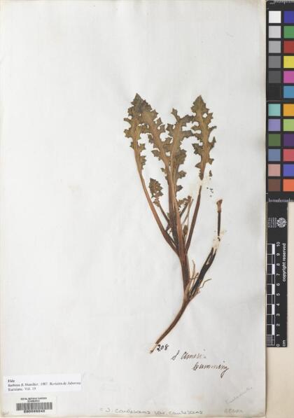Jaborosa caulescens [Espécimen: ]