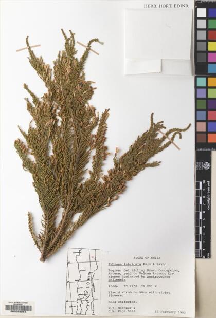 Fabiana imbricata [Espécimen: ]