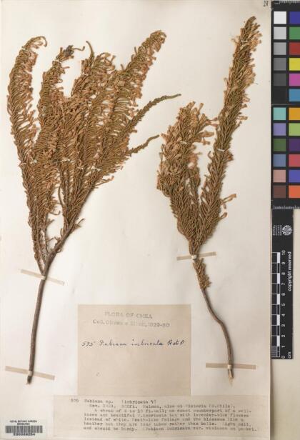 Fabiana imbricata [Espécimen: ]